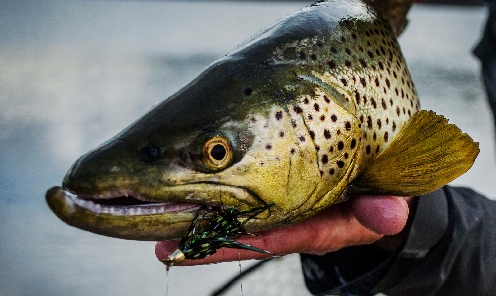 5 Tips for Better Streamer Fishing Hatch Magazine Fly Fishing, etc.