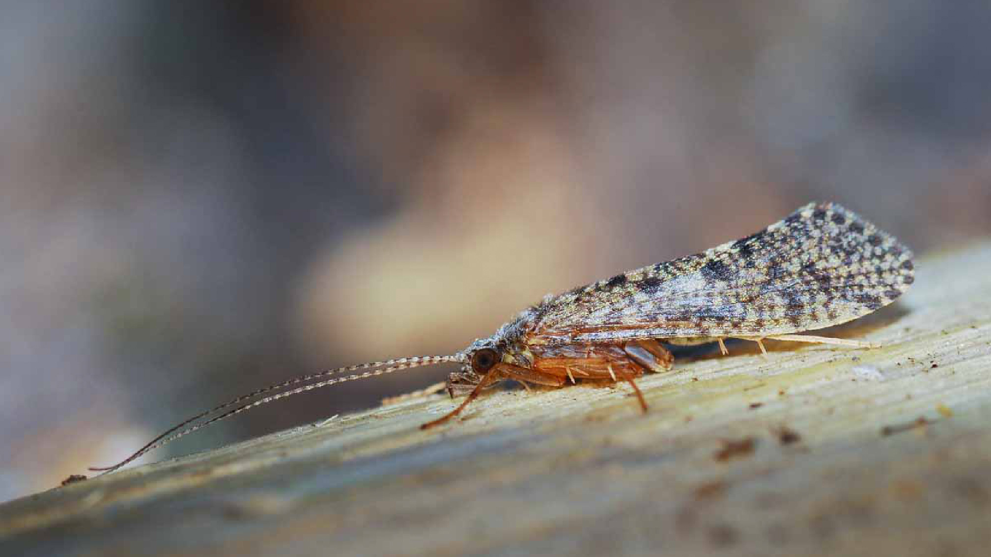 the-under-appreciated-caddisfly-hatch-magazine-fly-fishing-etc