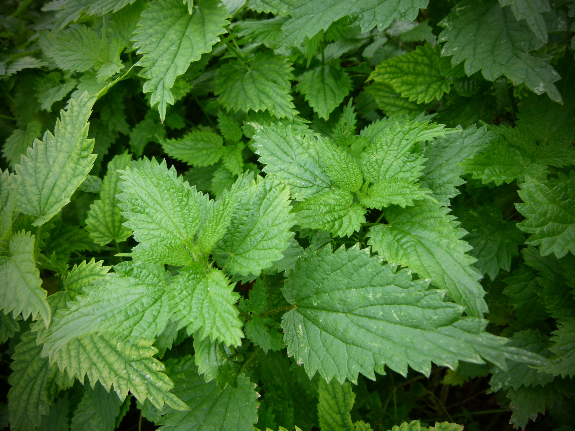 the-painful-but-delicious-stinging-nettle-hatch-magazine-fly