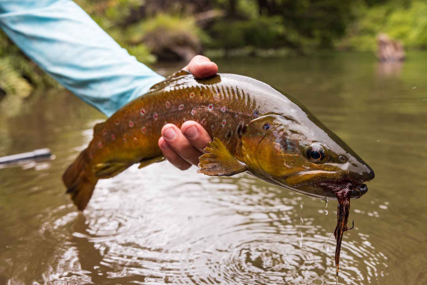 Going To Combat For Lake-Run Brown Trout — Wooly Bugged