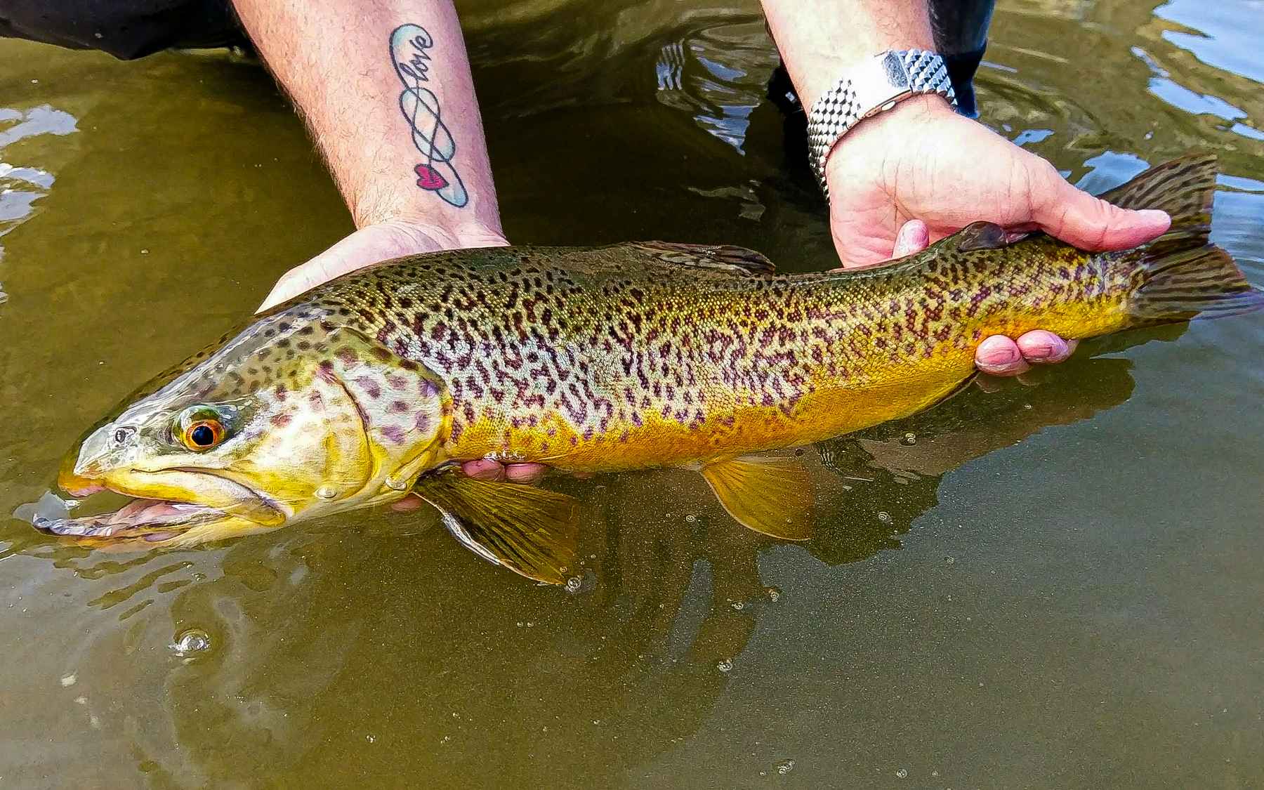 The tiger trout takeover  Hatch Magazine - Fly Fishing, etc.