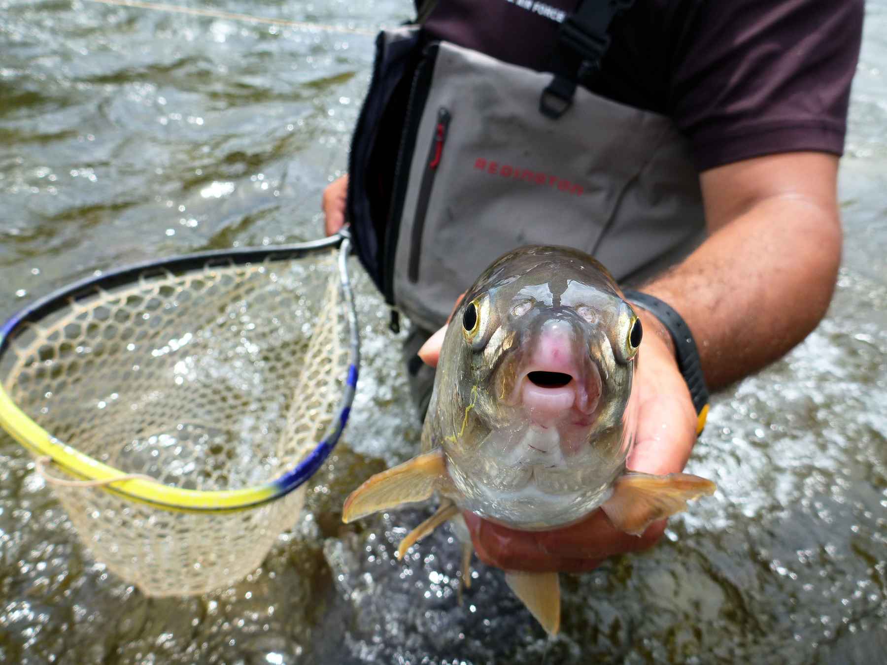 Why Do So Many Trout Anglers Hate Whitefish Hatch Magazine Fly 