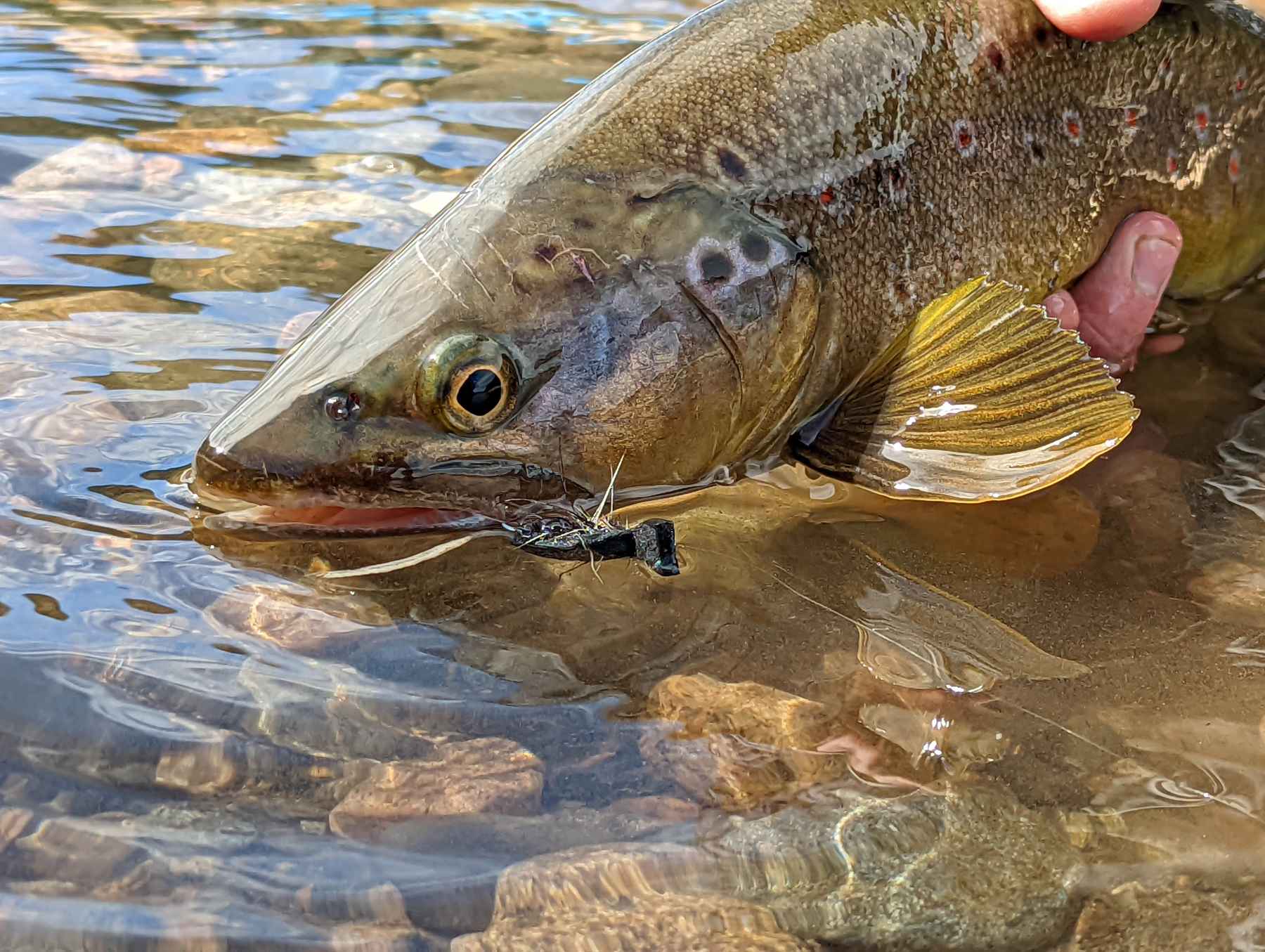 On Native Trout, Wild Browns, And Common Sense - Trout Unlimited