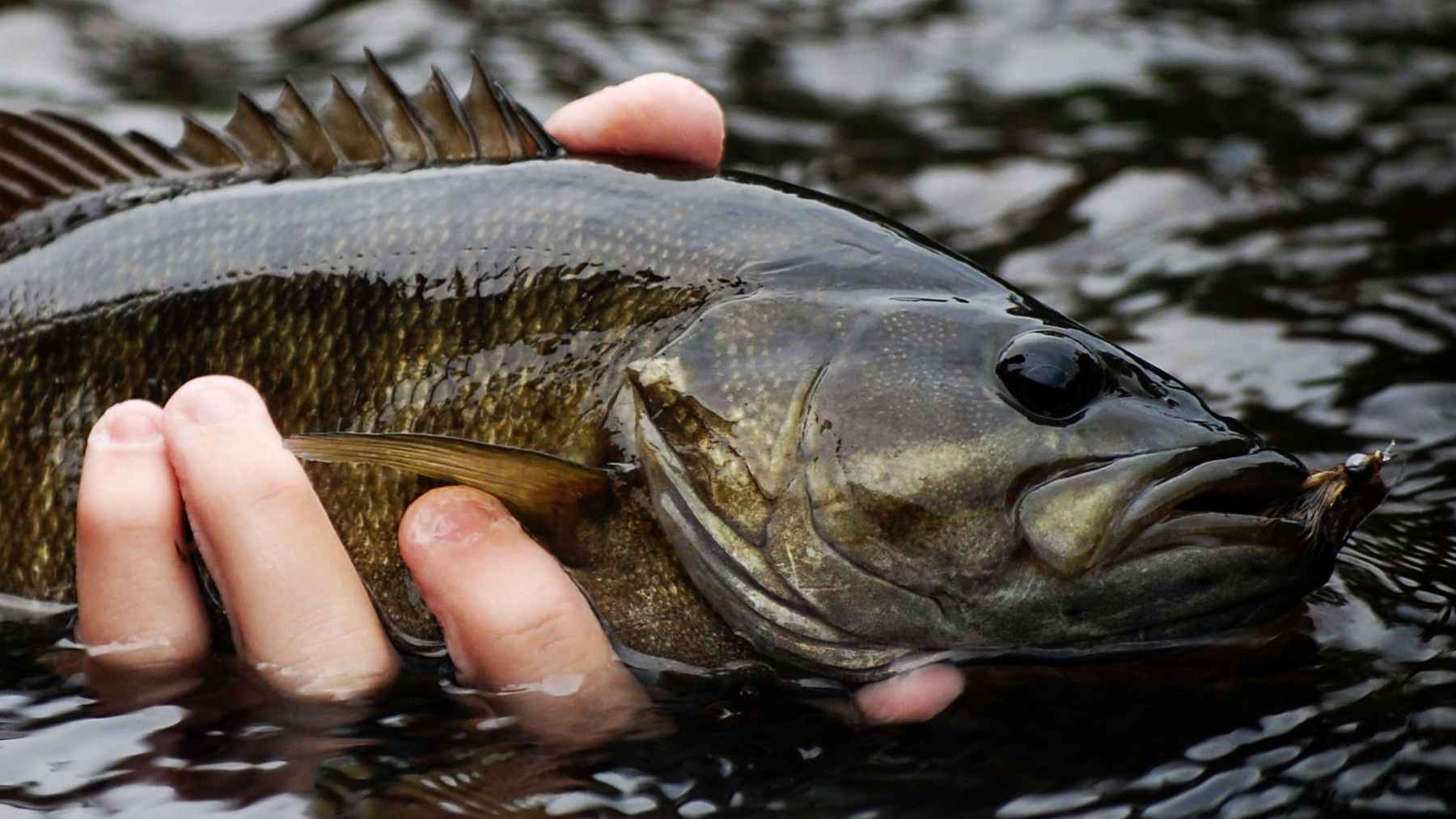 Gear tips to elevate or start your smallmouth game
