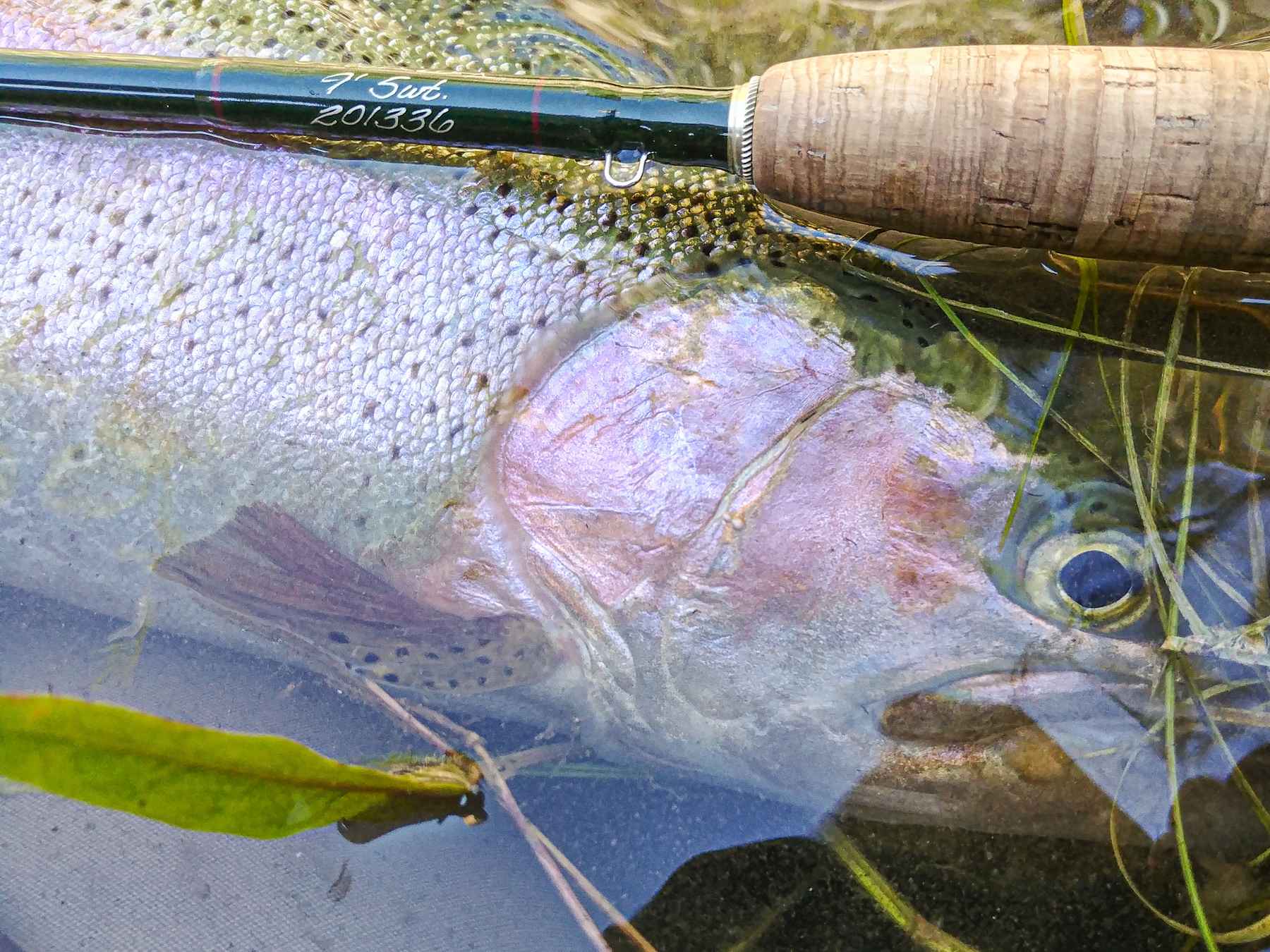 Top Three Fly Rod Combos For The Texas Angler - Tailwaters Fly Fishing