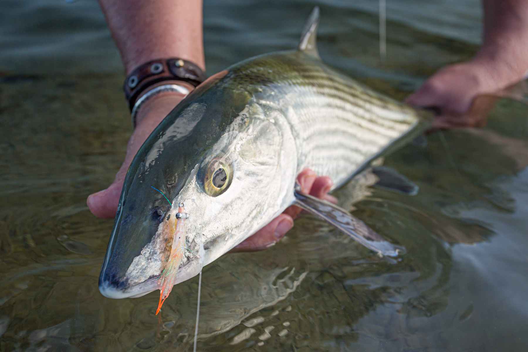 Perfecting Your Bonefish Fly Presentation and Hook Set