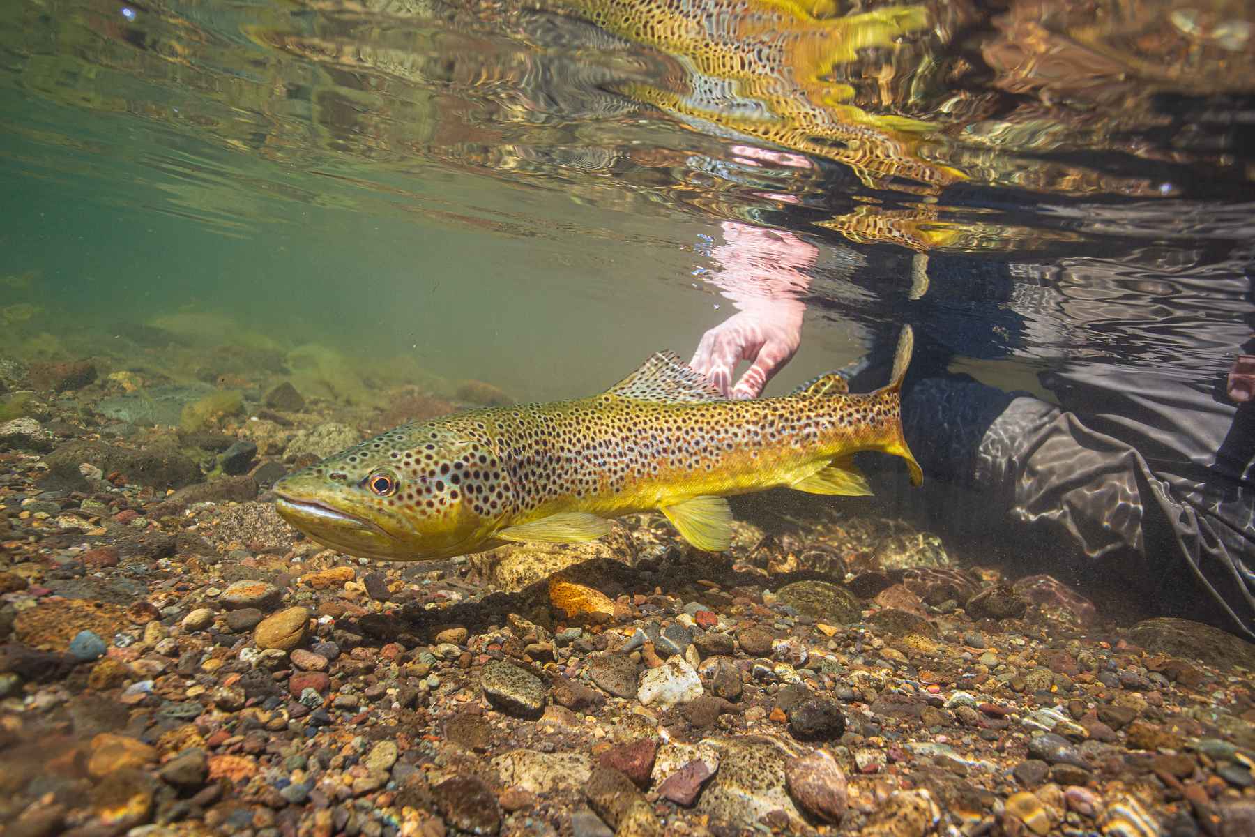 Pro Tips: 10 Ways to Get Your Nymphs to the Bottom - Orvis News