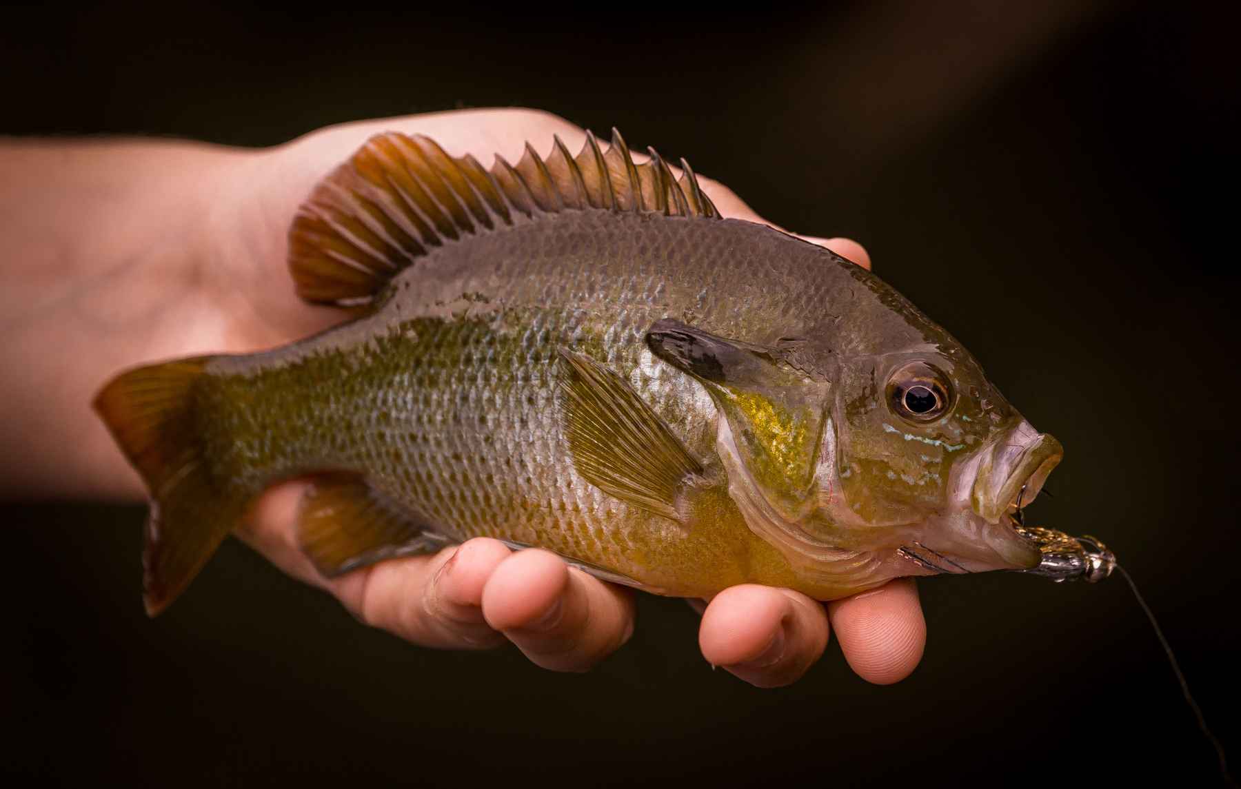 Go Big Or Go Home - Flies for Big Panfish! — Panfish On The Fly