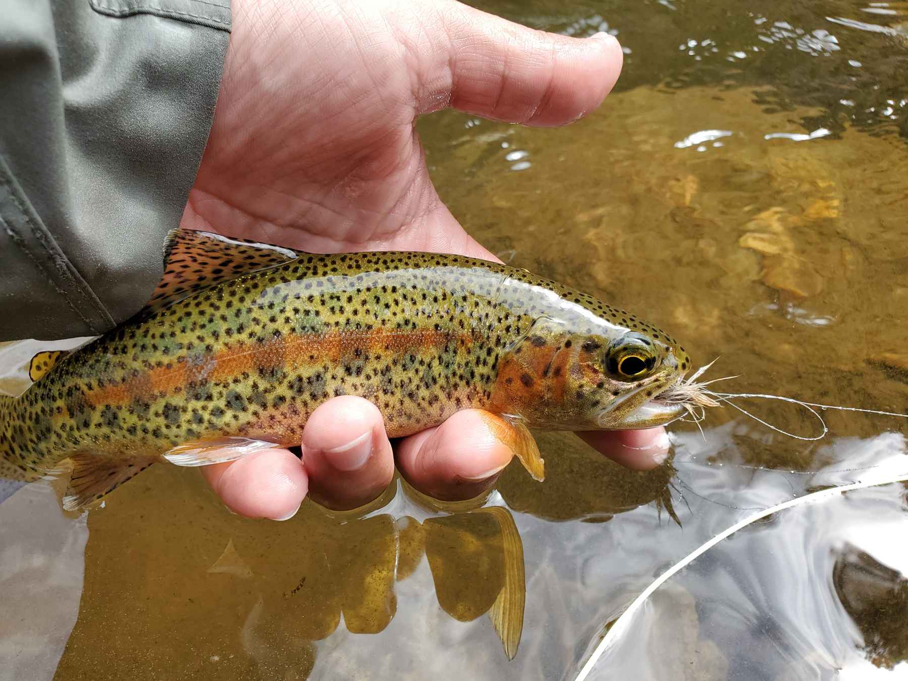 Quick takes: 12 trout fishing tips  Hatch Magazine - Fly Fishing, etc.