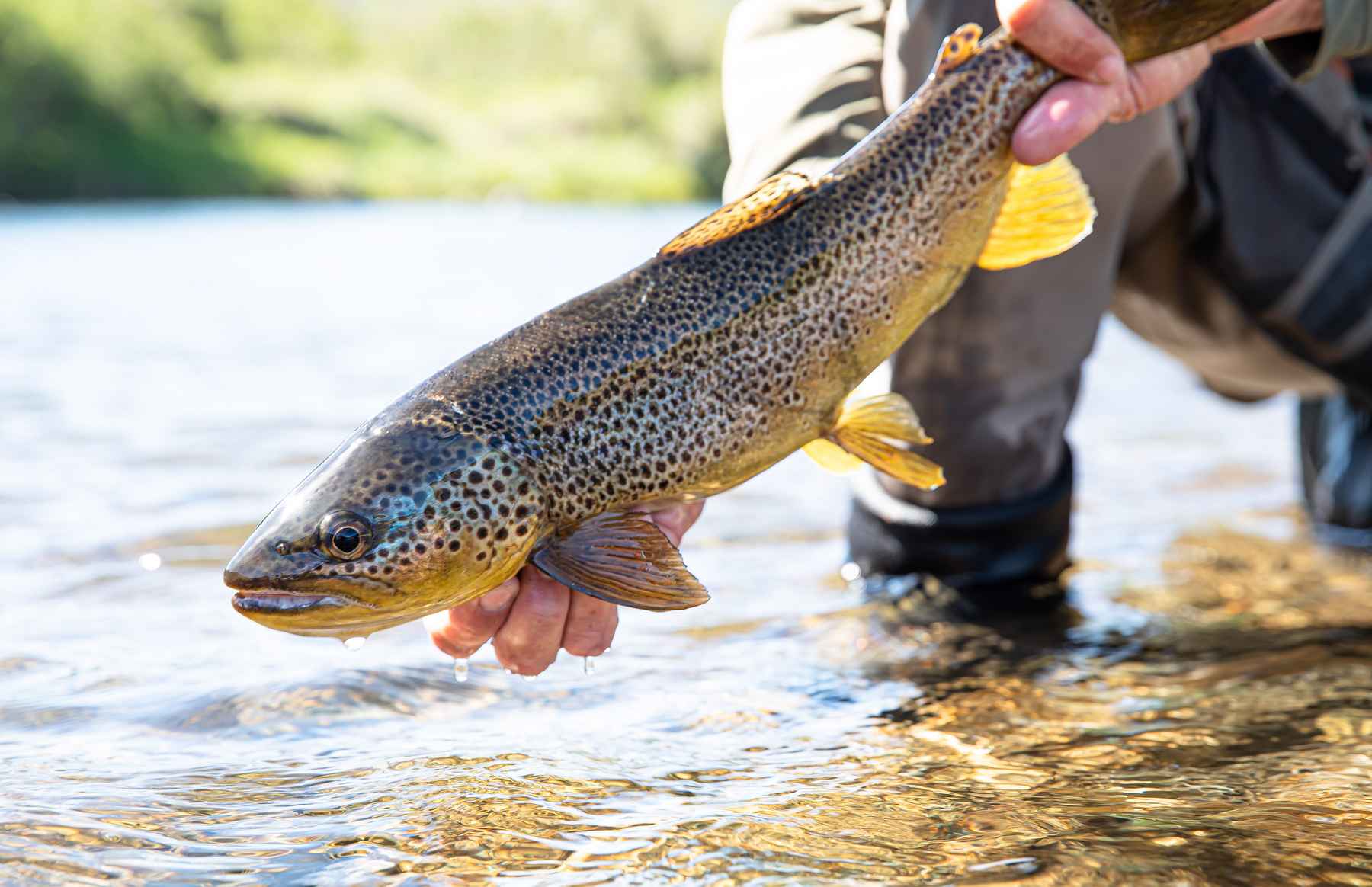 12 keys to becoming a great fly angler