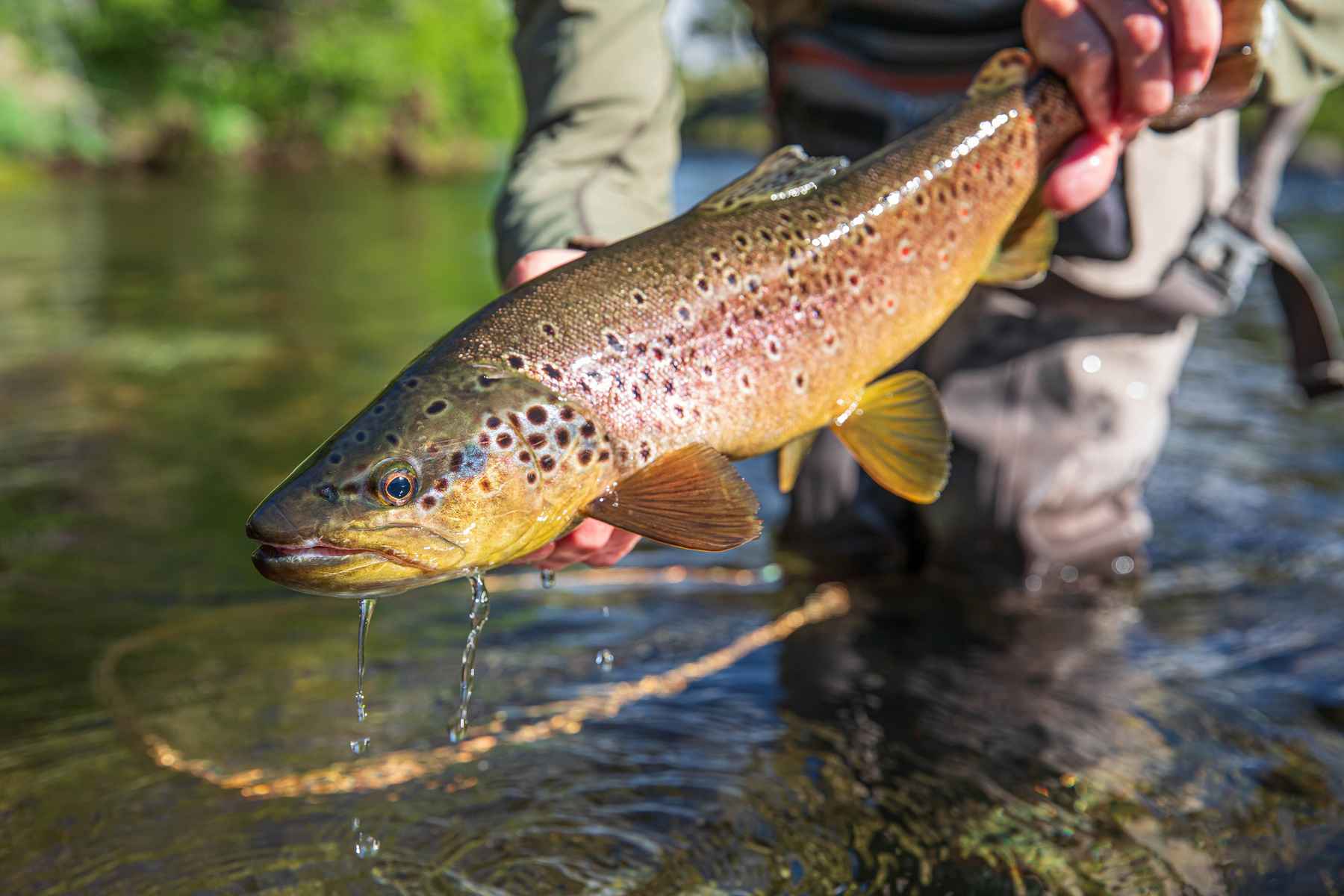 7 Tips for Successful Wade Fishing in Streams