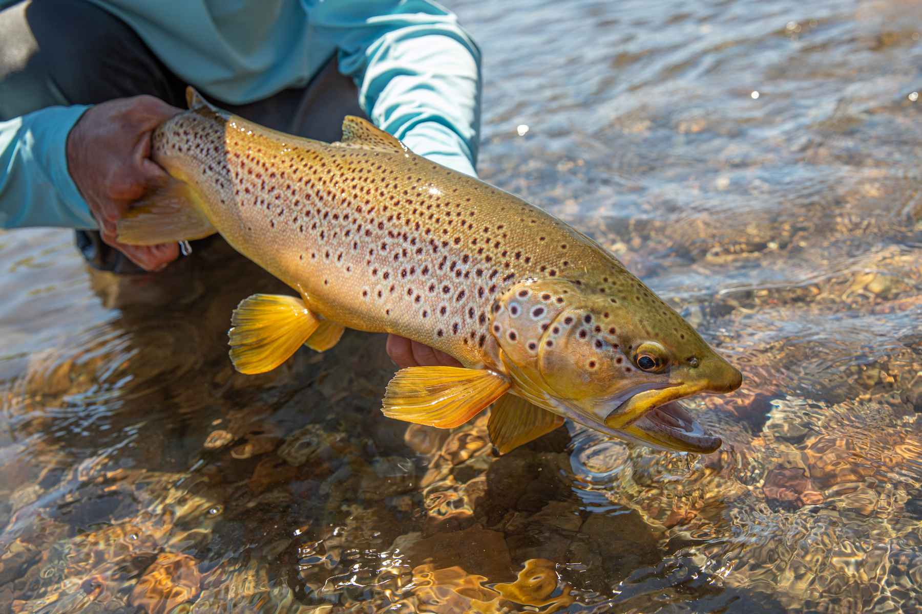 Fall Fishing with Dad  Hatch Magazine - Fly Fishing, etc.