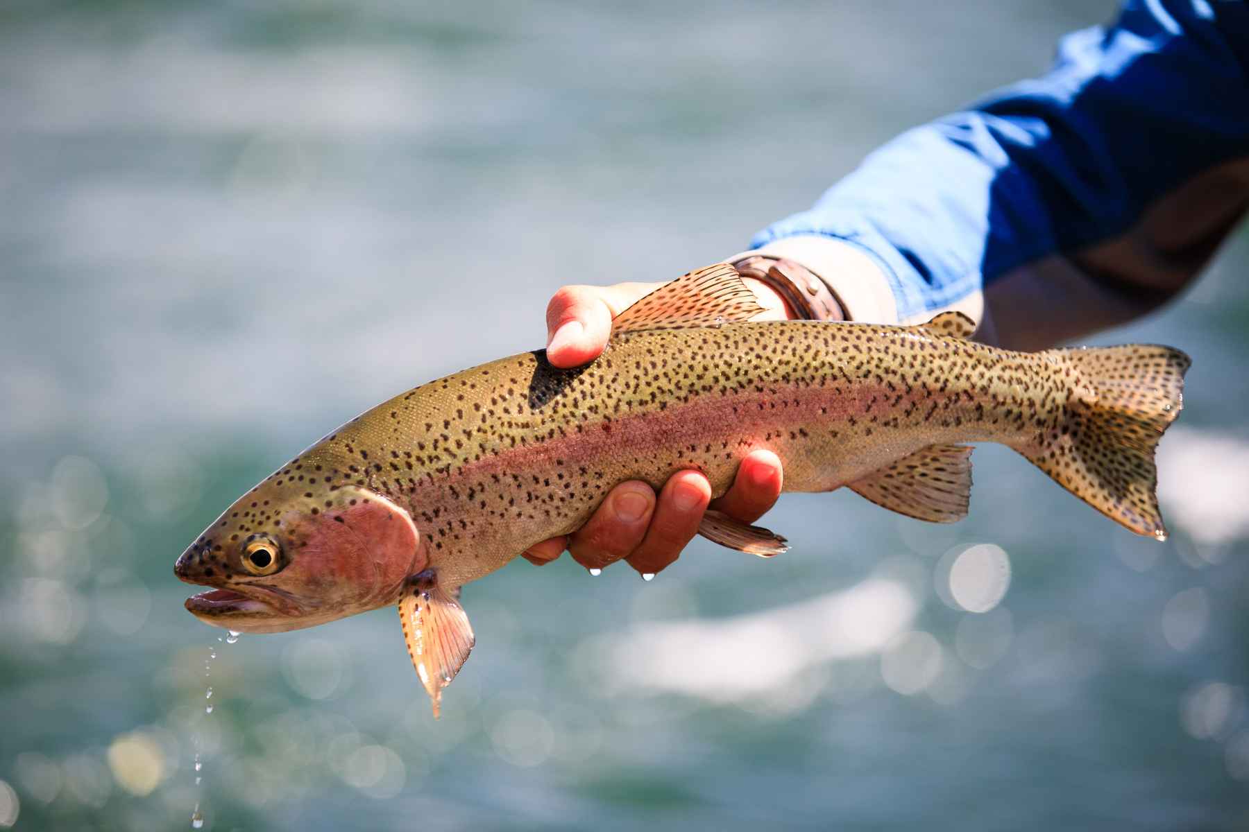 Thoughtfulness: The fly fisher's most important trait