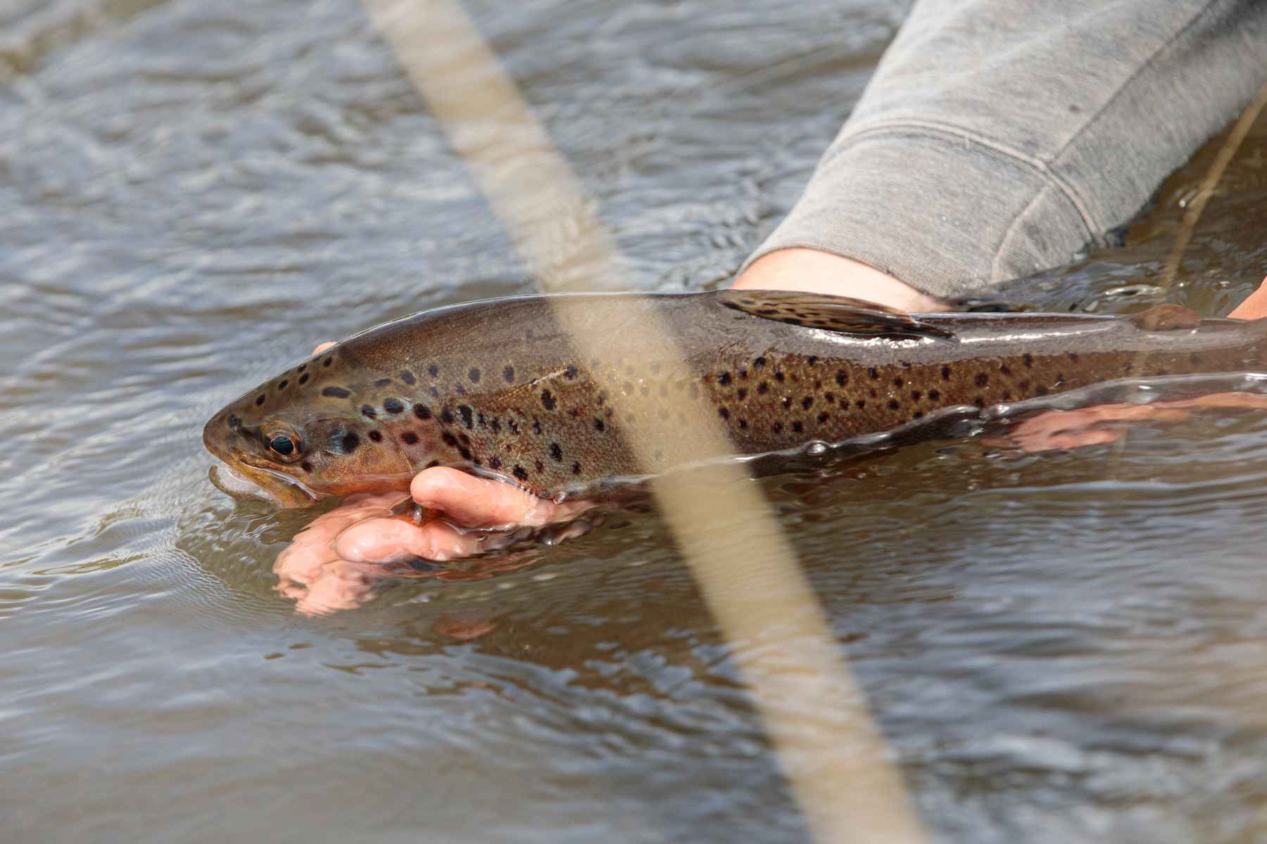 Video Pro Tips: How to Properly Net a Big Fish - Orvis News