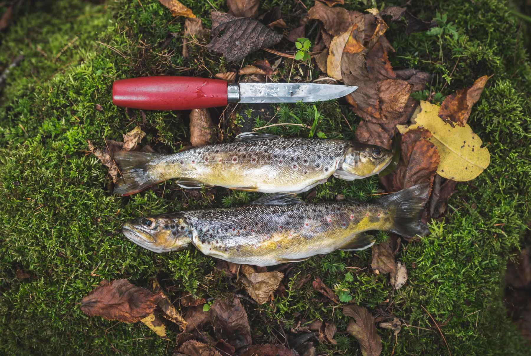 Hooked on trout: the terminology
