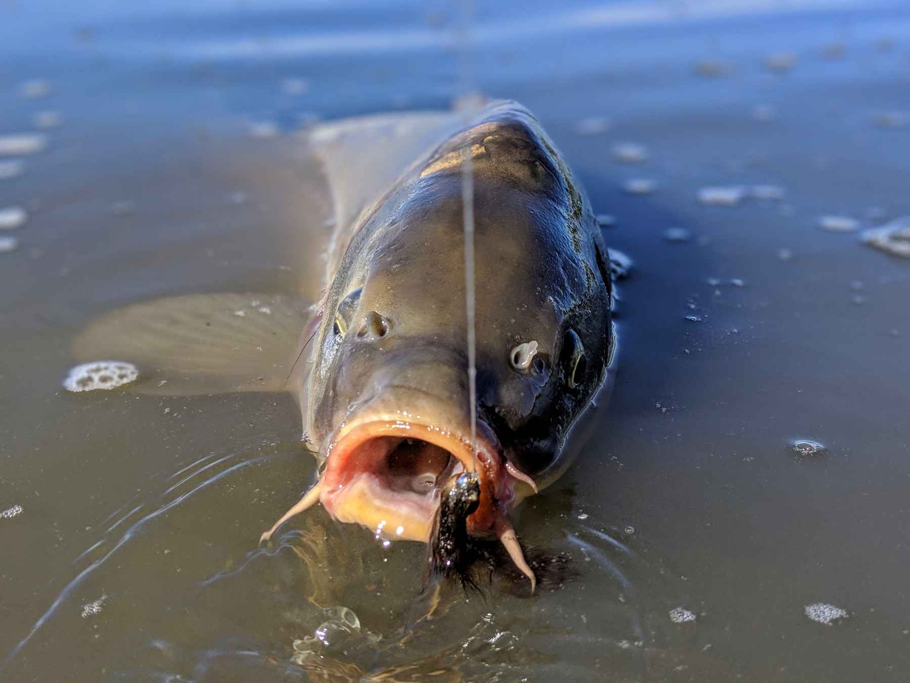Pre-Spawn Fish Break State Records - Coastal Angler & The Angler