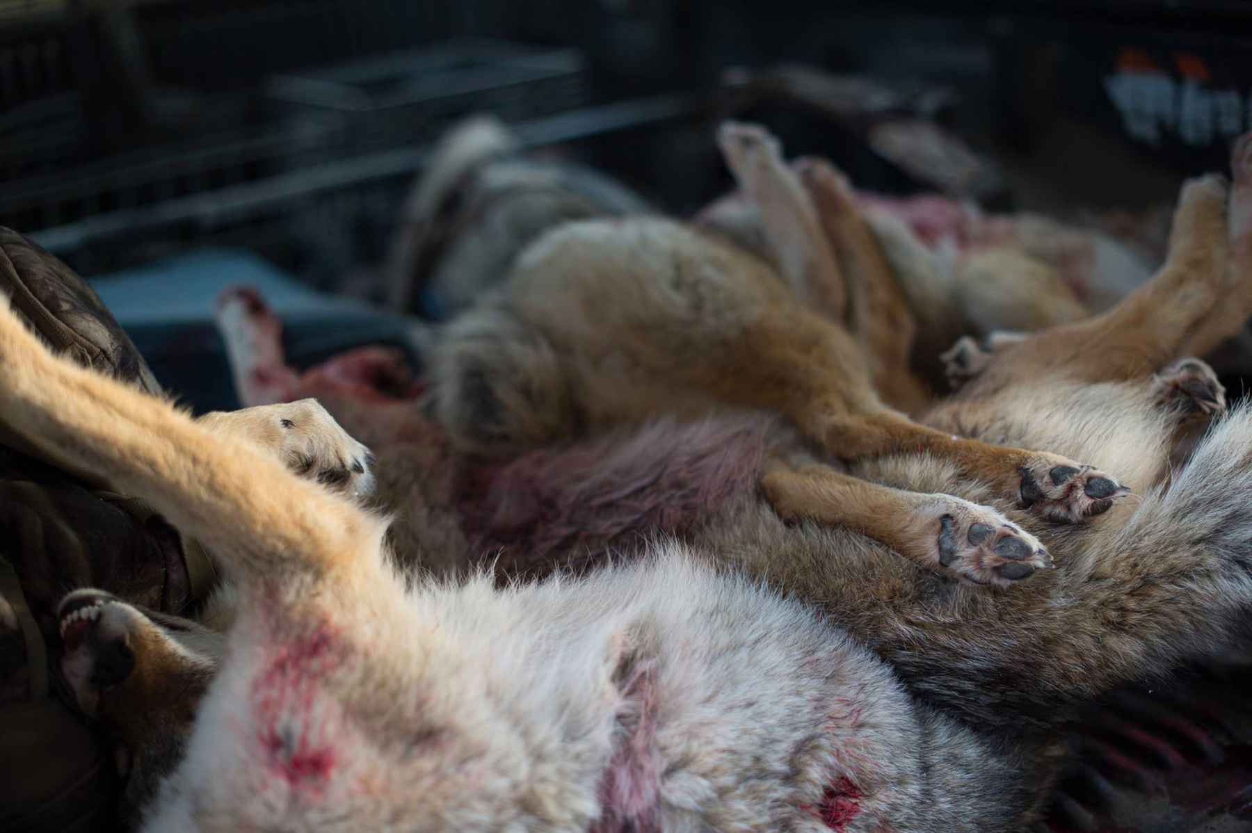 Wildlife killing contests abandon fair chase and science in favor of spectacle and cruelty | Hatch Magazine