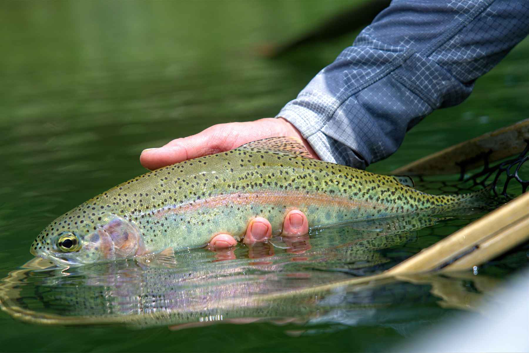 Targeting trophy trout in small water