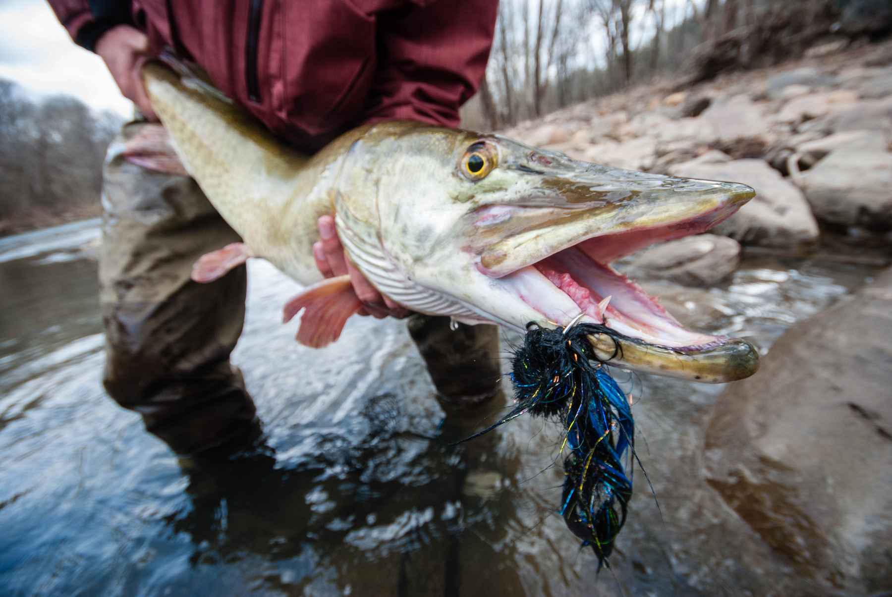 Fall Turn Over Explained : Musky Fishing Turn over 101
