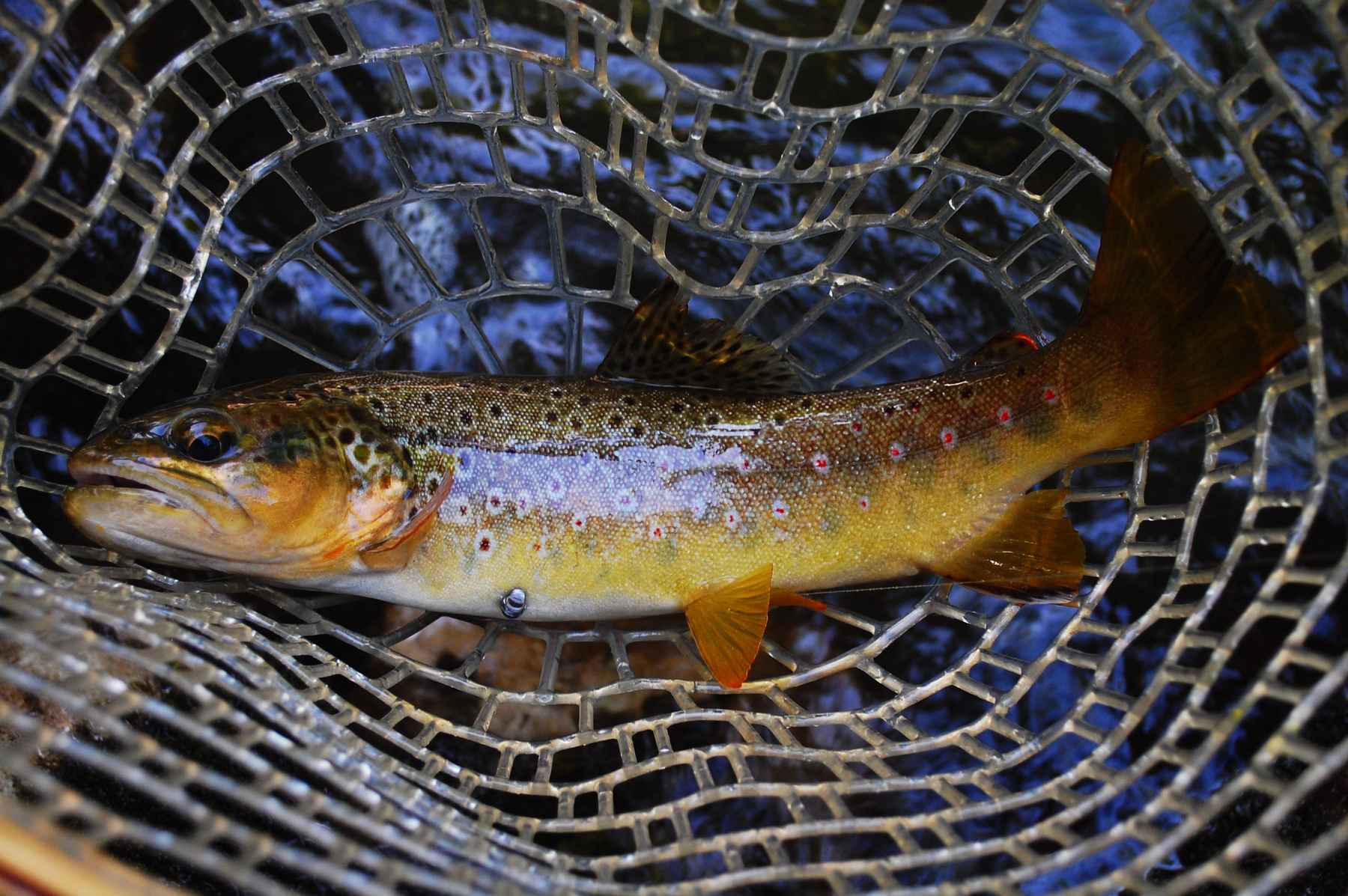 A pike trip to brook trout lake  Hatch Magazine - Fly Fishing, etc.