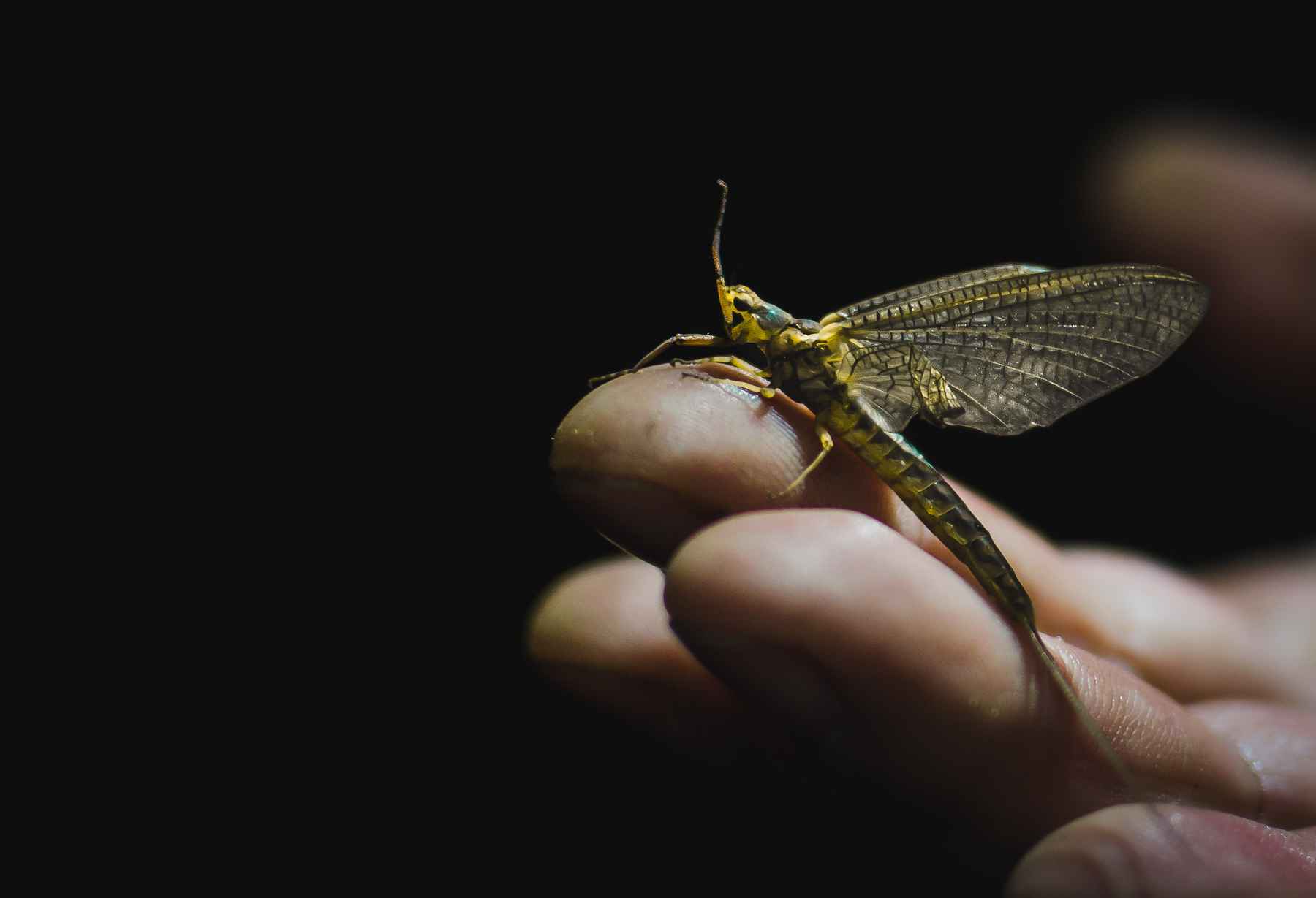 Fly Fishing the Hex Hatch - Northwoods Sporting Journal