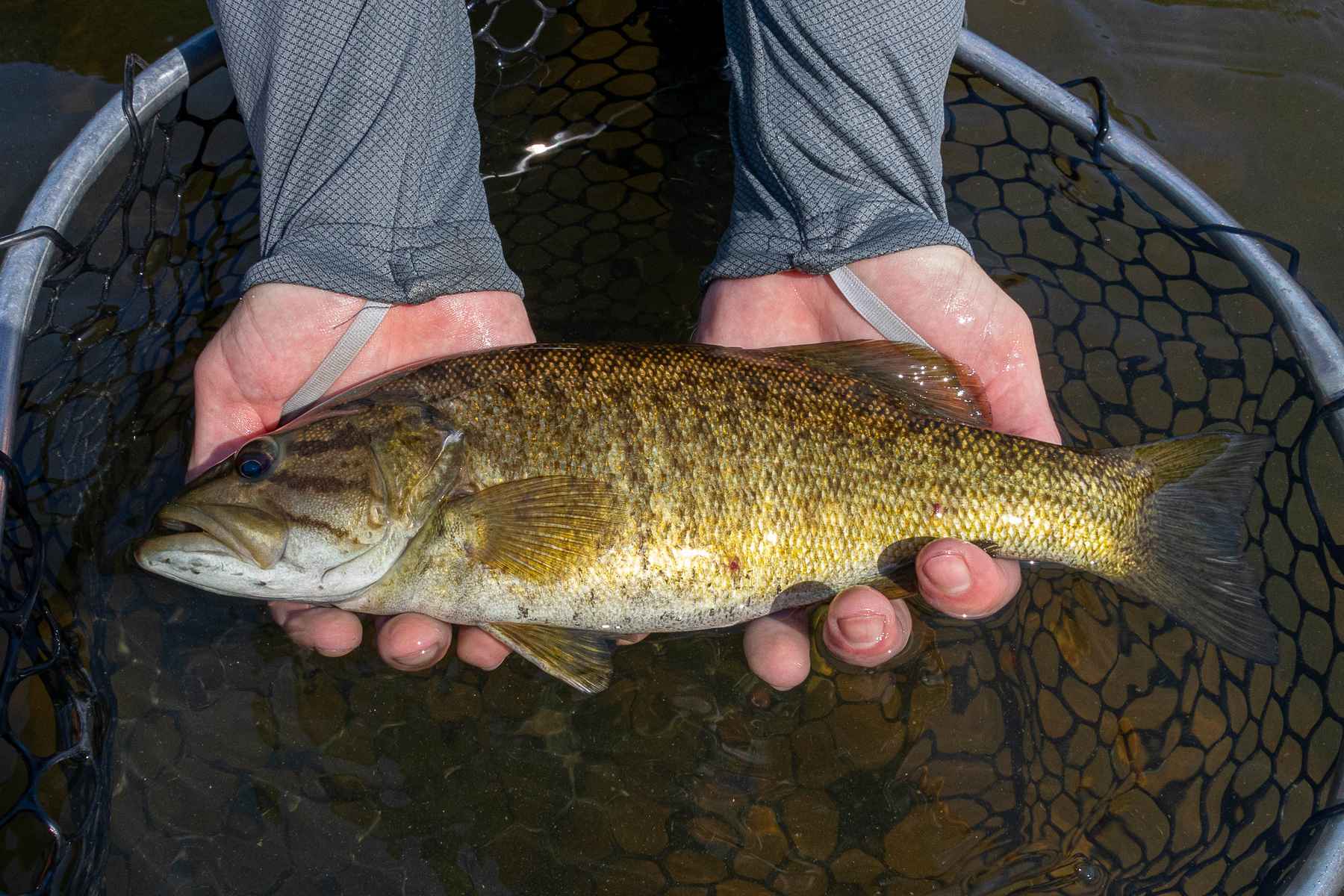 Southern smallies: The genetically unique smallmouth bass of