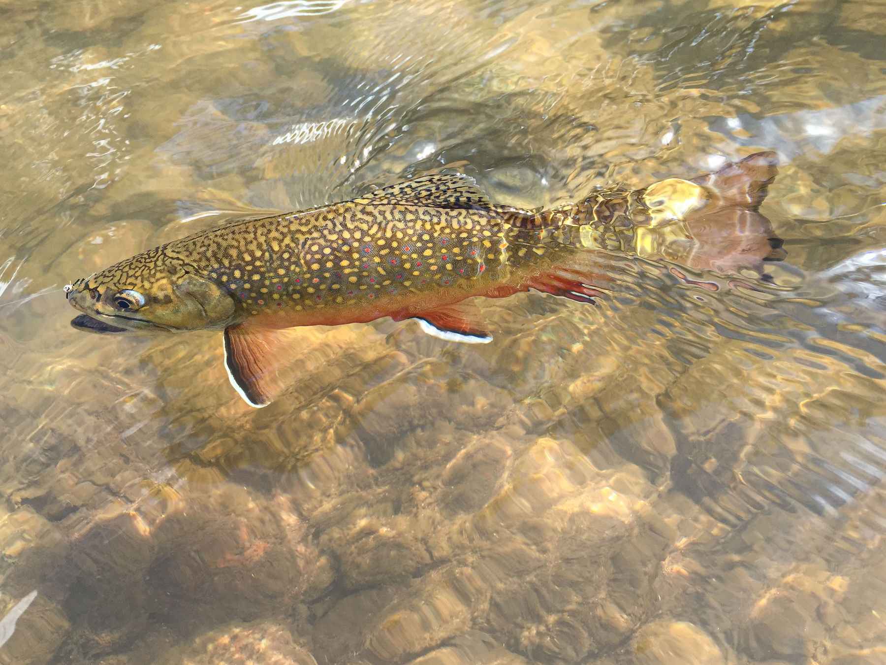 Brown Trout Archives - Northern Michigan, Guide Service