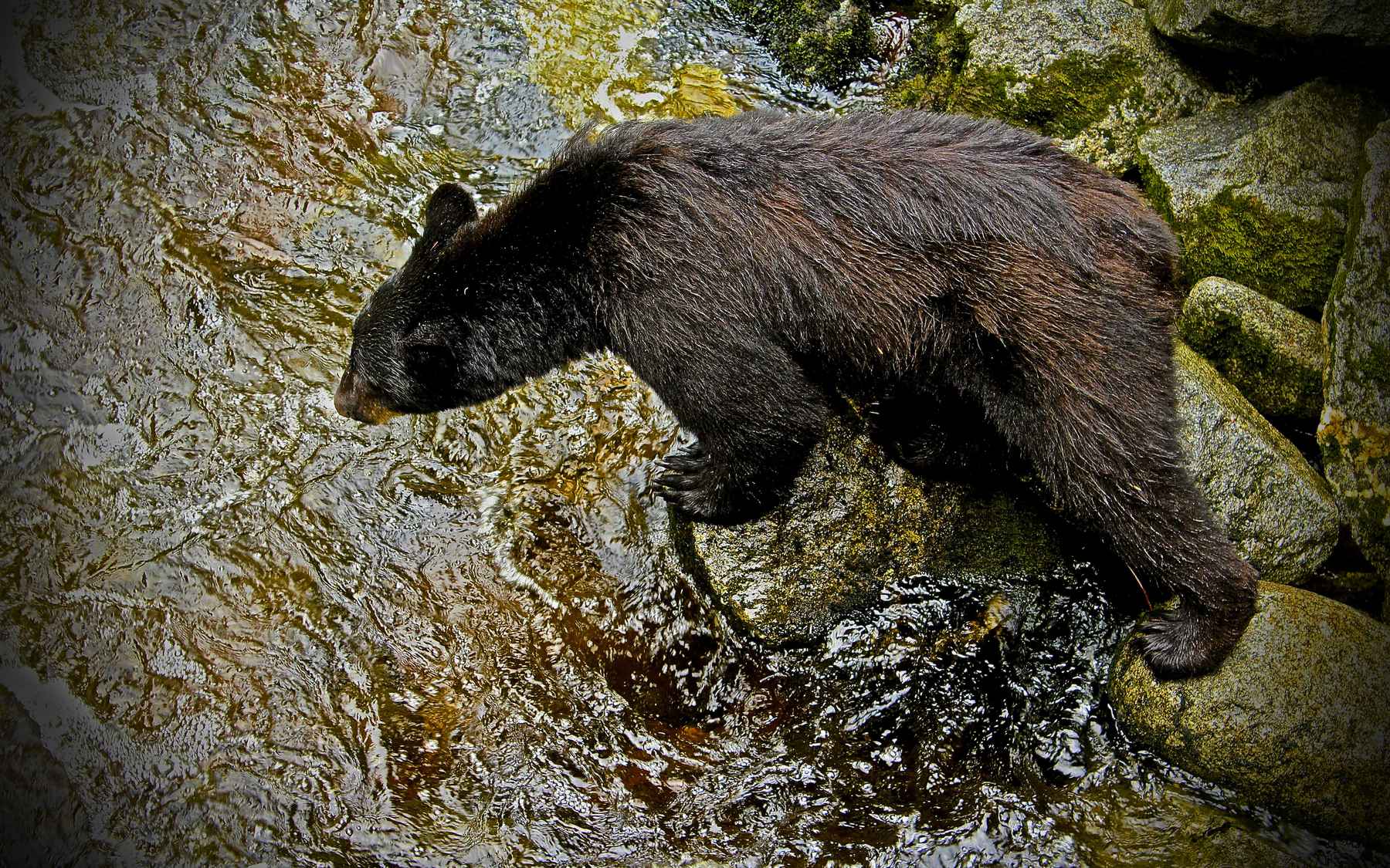 Fishing tips from the bears  Hatch Magazine - Fly Fishing, etc.