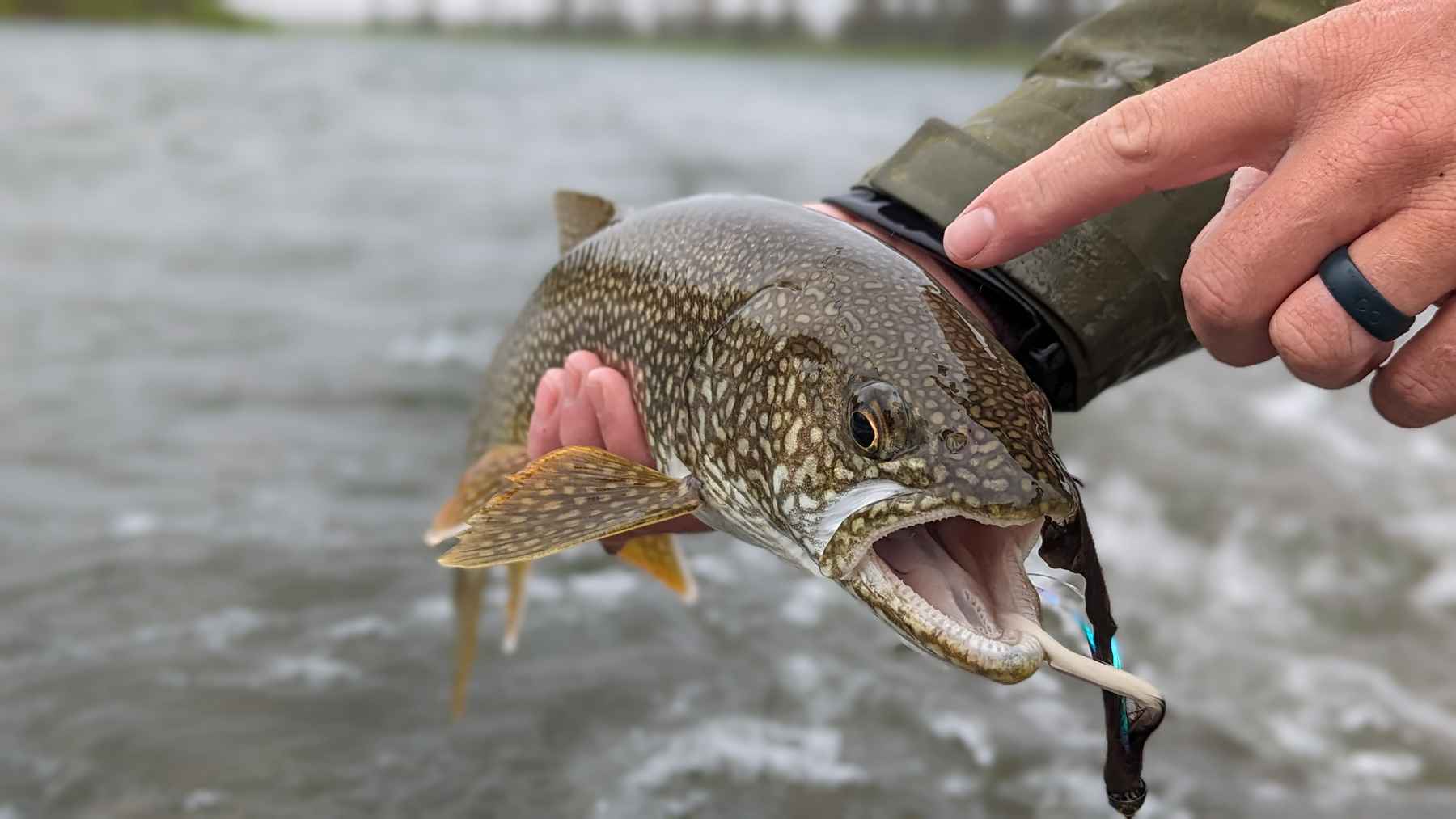 Lake Trout An Underappreciated Target For Fly Anglers Hatch Magazine 