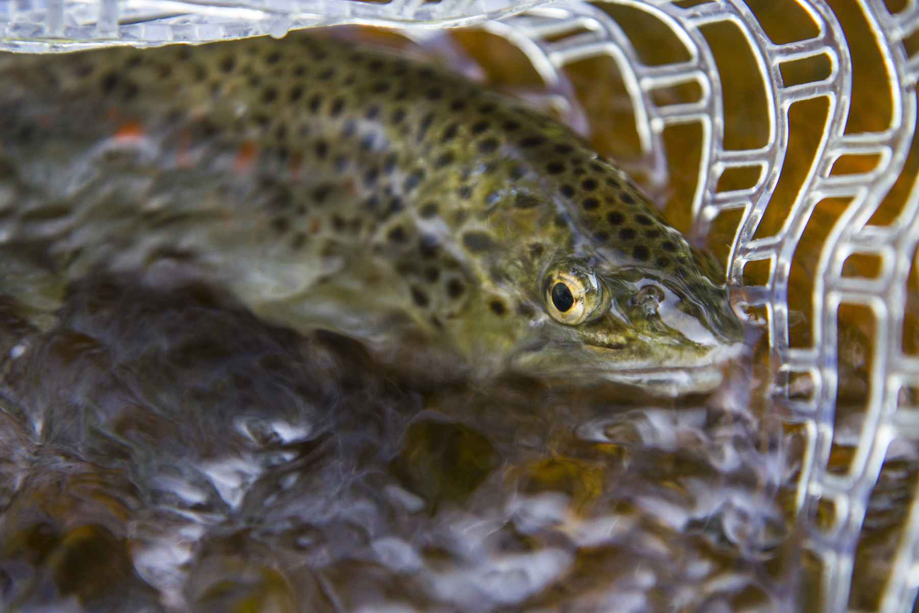 Winter trout fishing  techniques and apparel strategy - Telluride Angler