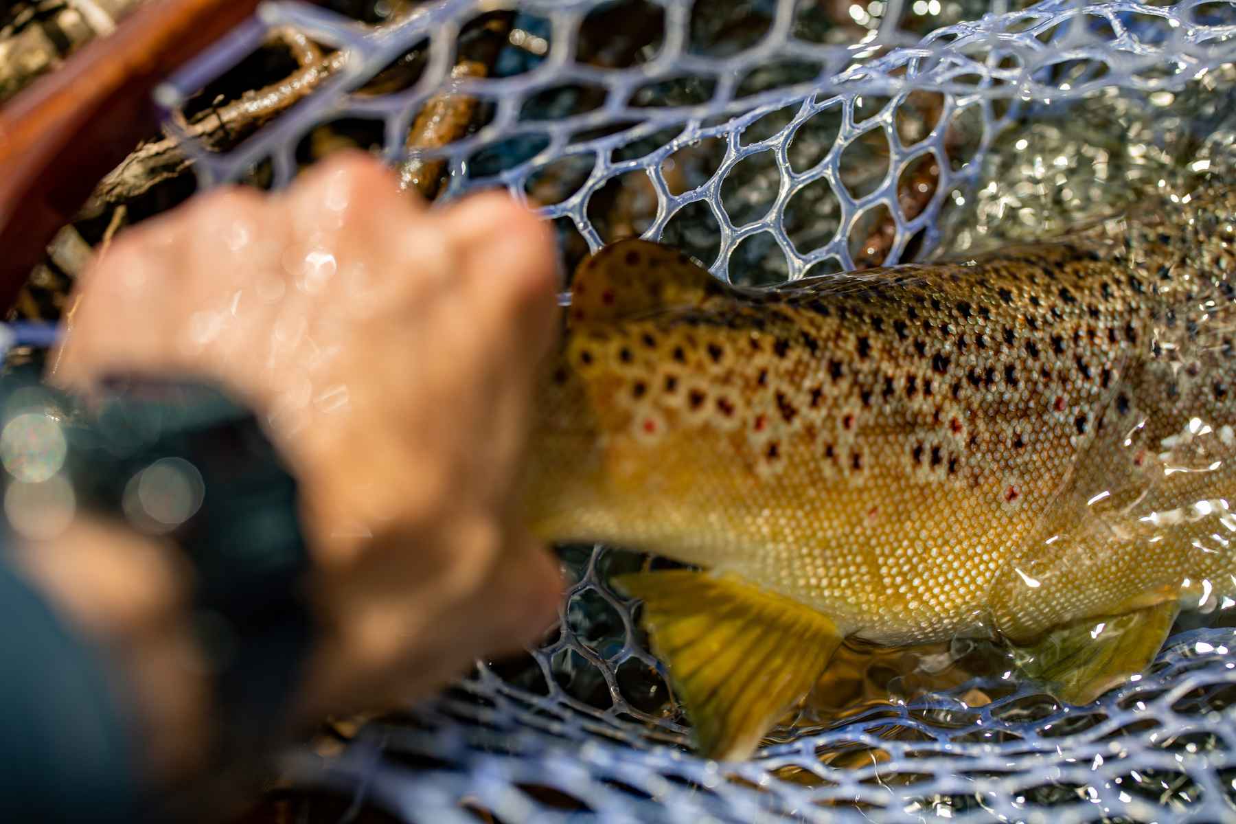 Seasons of Wild Brook Trout: a primer to help you get started.