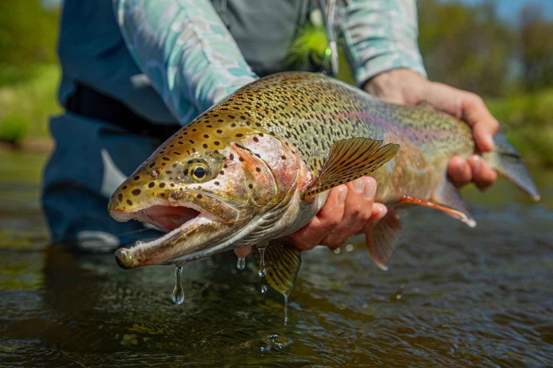 The Trout Zone: How To Fight Big Trout On a Fly Rod
