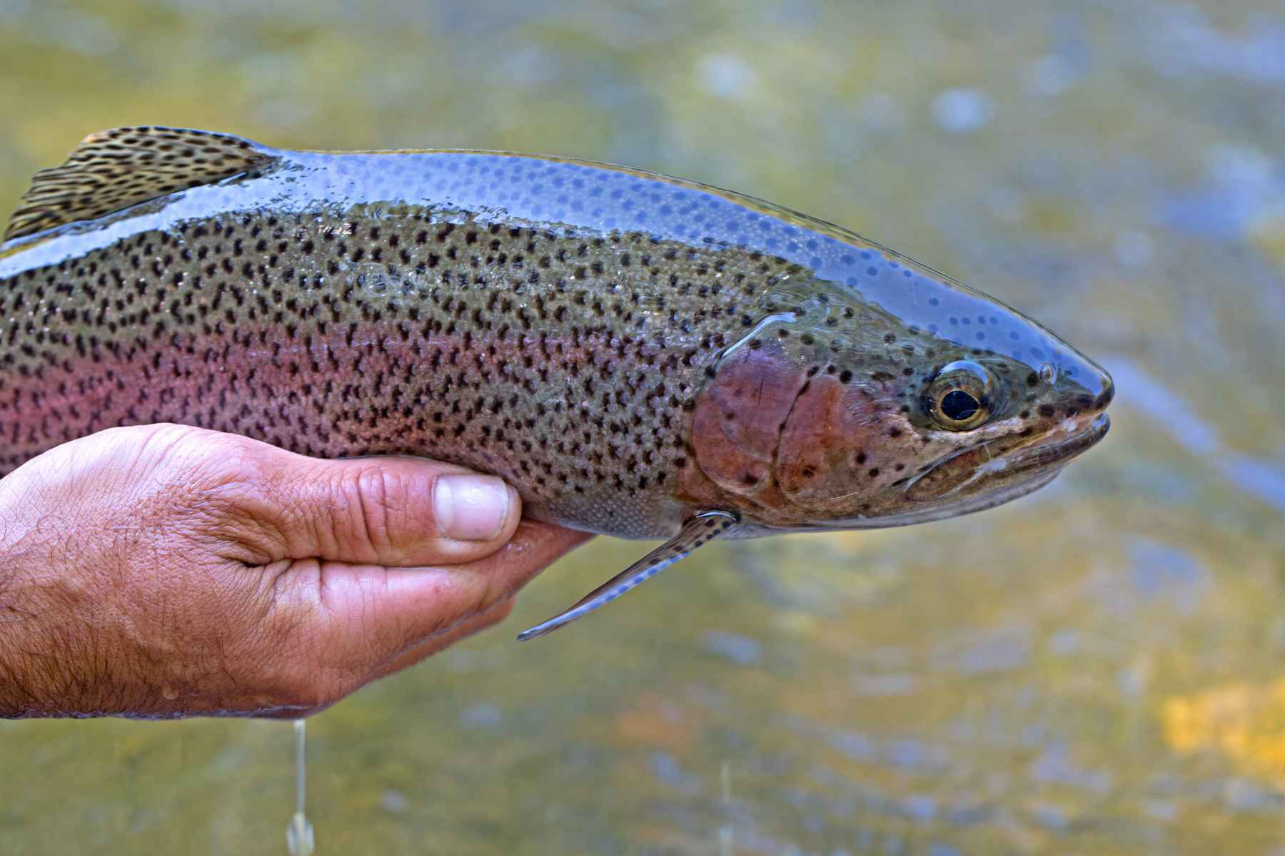 5 flies that catch trout across the Rockies—and beyond
