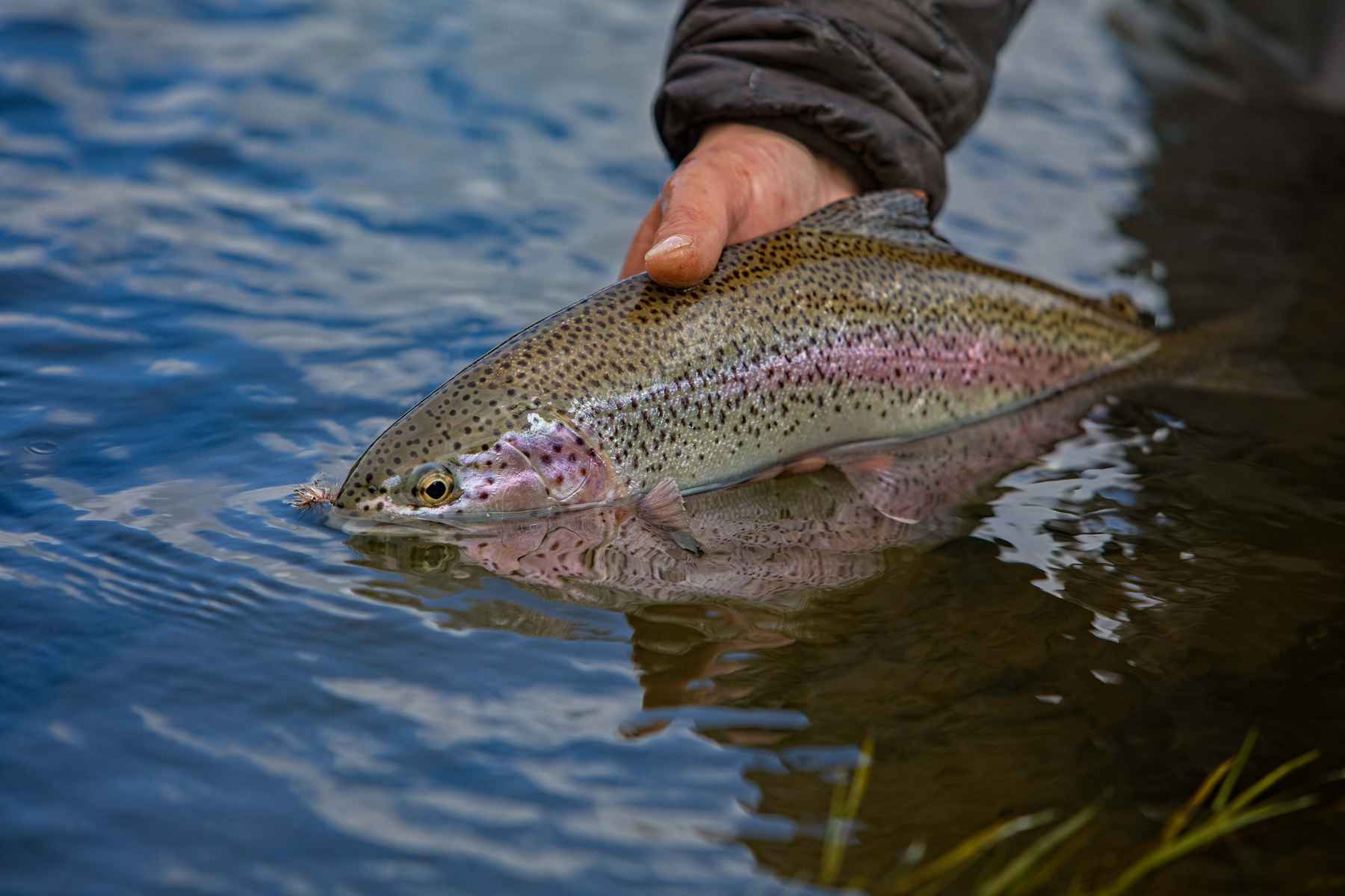 Simple Tips To Keep Flying Rainbow Trout On Your Hook – Bow River Blog
