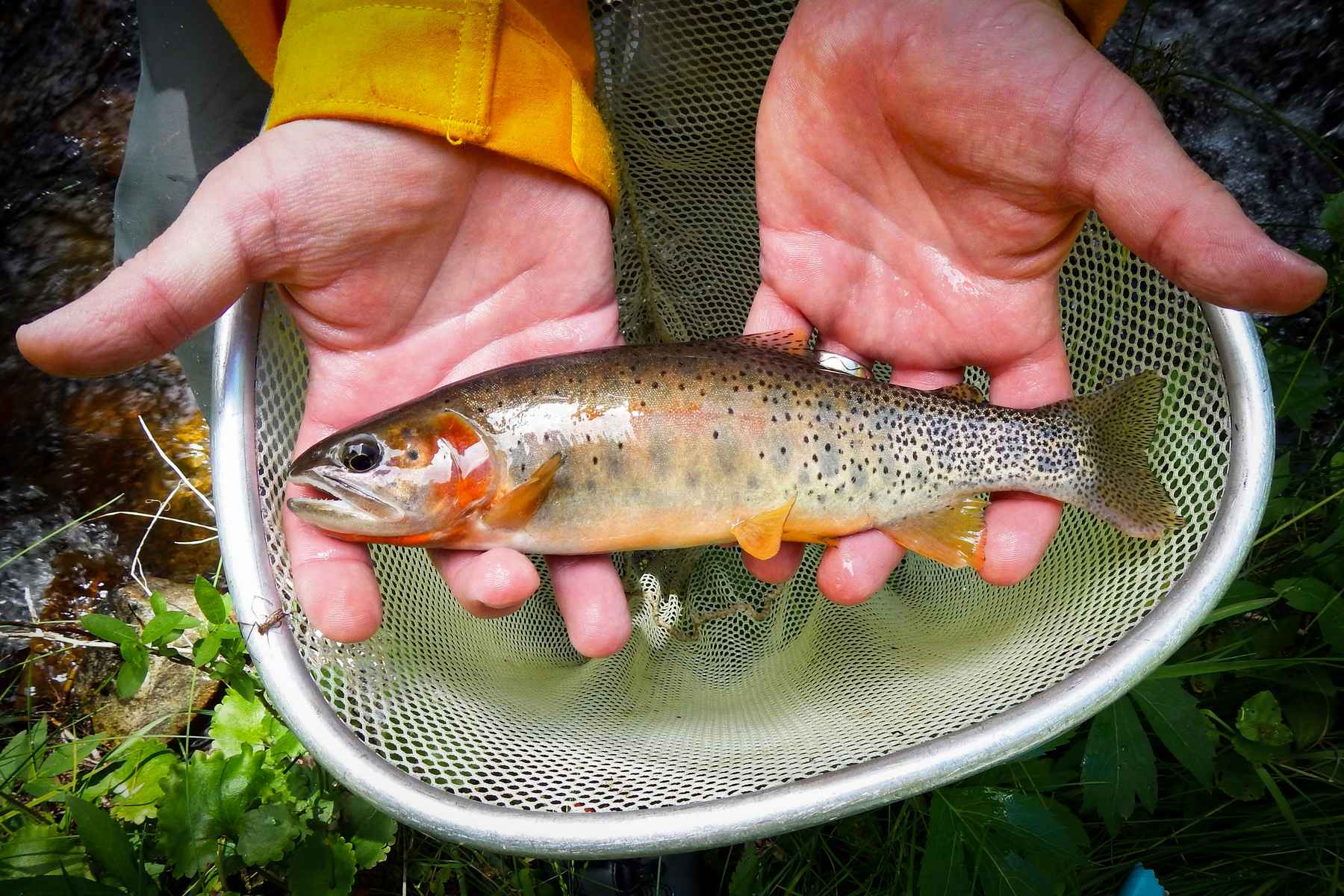 Colorado Native Trout Found Reproducing In New Home Waters Hatch