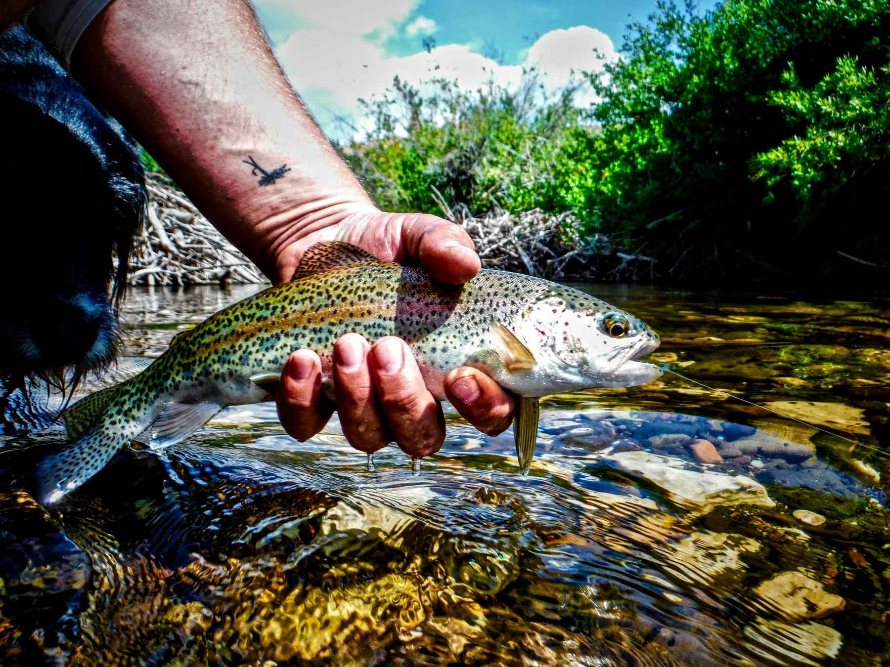 For dry-fly creek freaks, it's the best time of the year