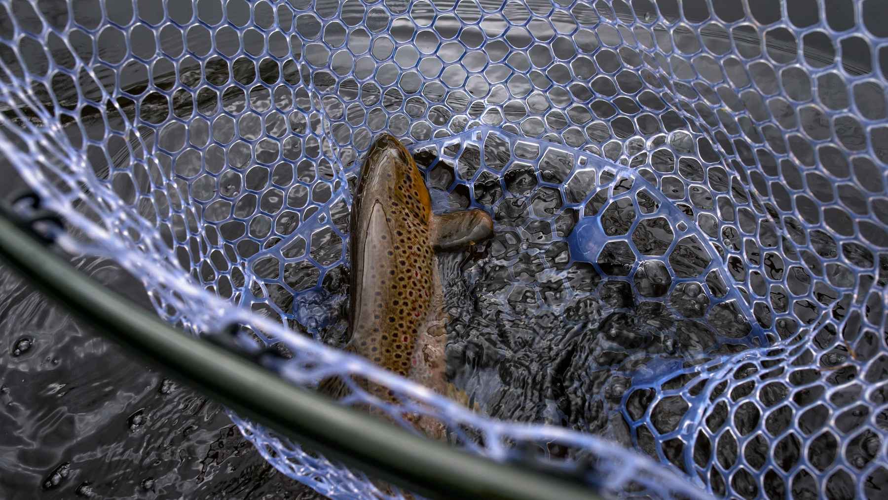 Buy Fishpond Nomad Mid-length Net Brook Trout Pattern -Tailwater