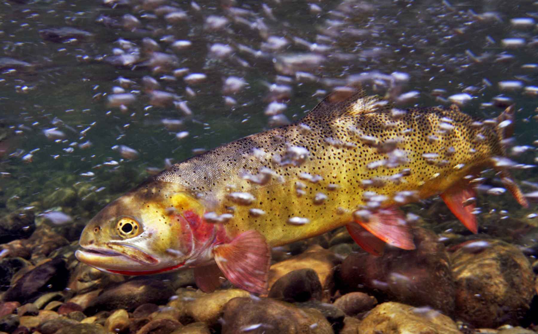 Cutthroat 101 | Hatch Magazine - Fly Fishing, Etc.