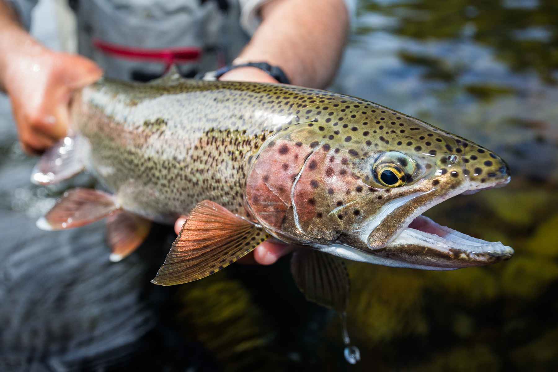 Atop the Angling Mountain: The Five Stages of Fly Fishing