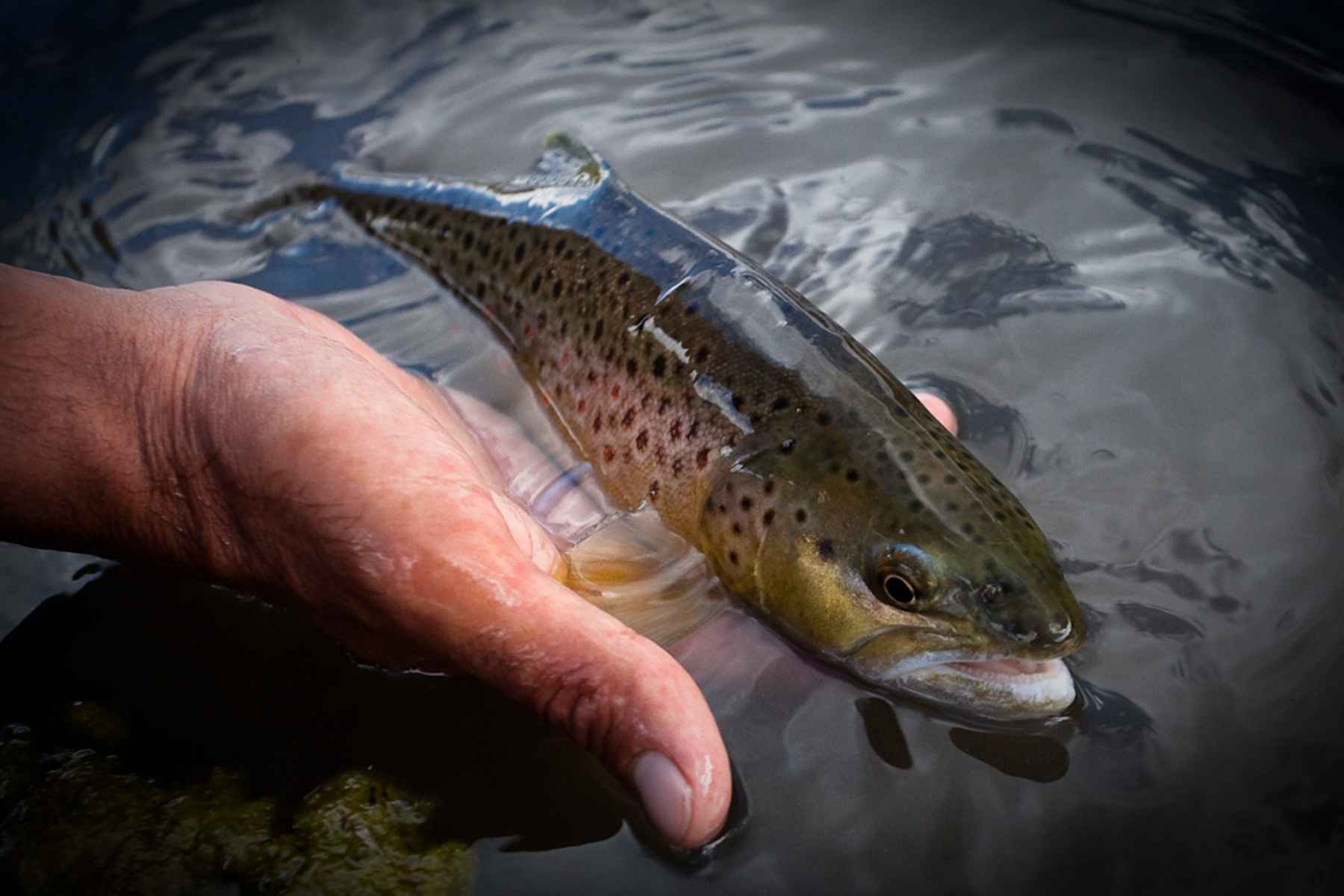 catch and release tool - Fly Fishing, Gink and Gasoline