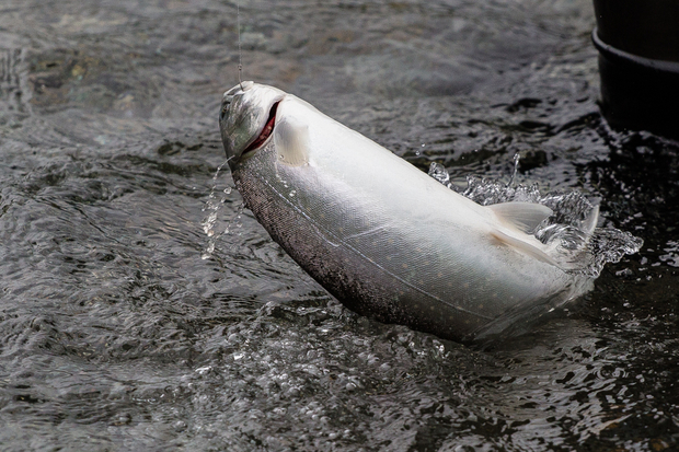 This dolly varden is hooked in the outside corner of the jaw, typical of a hook set with a properly setup bead rig. Dolly varden eats bead.