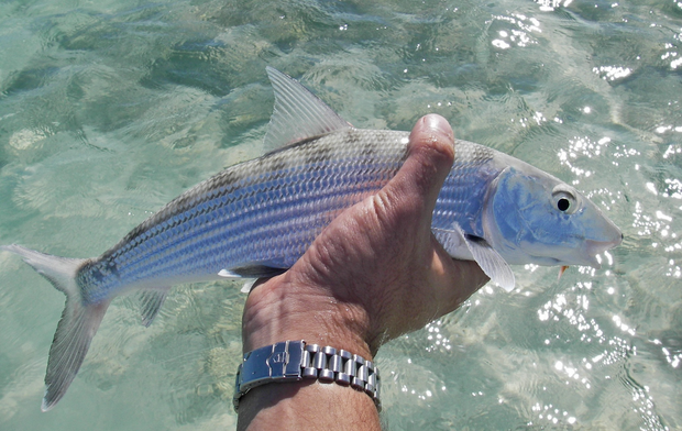 Bonefish like this one bring millions of tourist and recreation dollars to the Flordia economy each year. Bonefish