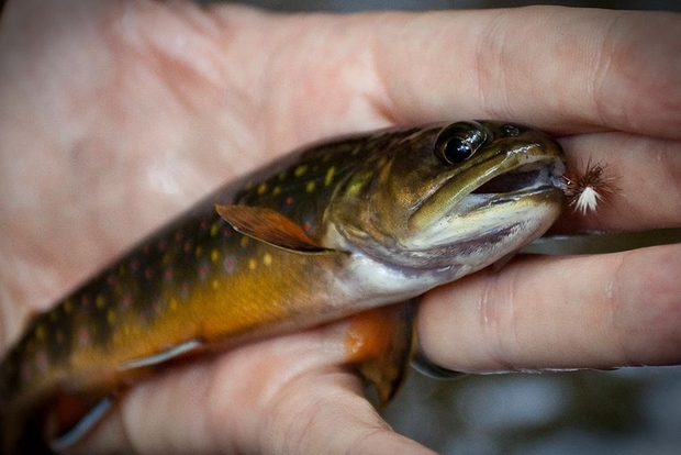 Mountain brook trout love a parachute adams. Pennsylvania Brook Trout