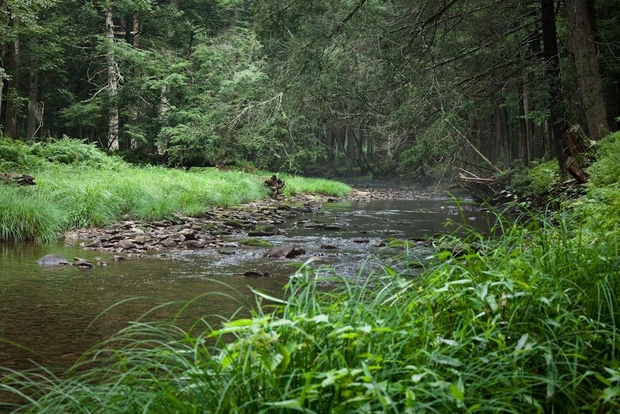 The freestone, brook trout streams of the east aren't just filled with freely feeding fish, they're beautiful. Brook Trout Freestone Stream