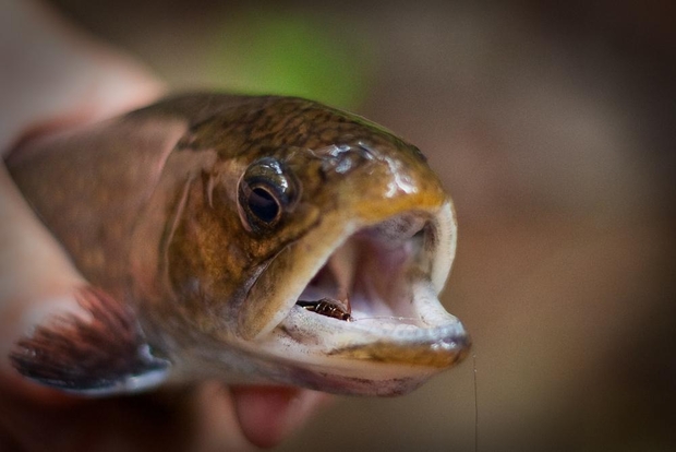 Allow me to help you catch bigger fish. Small Brook Trout