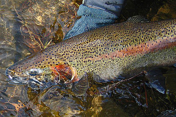 Salmon River 1