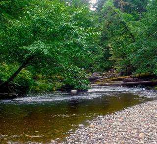 rainforest creek southeast alaska