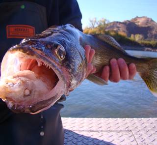 A non-native Columbia River walleye with a partially digested fish in its mouth