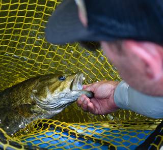 smallmouth bass in net