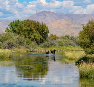 silver creek, idaho